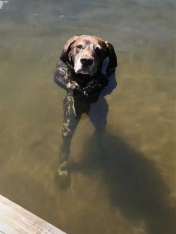 狗狗泡湖水中「站立環胸漂浮」　媽媽秒懂：又要這樣玩？