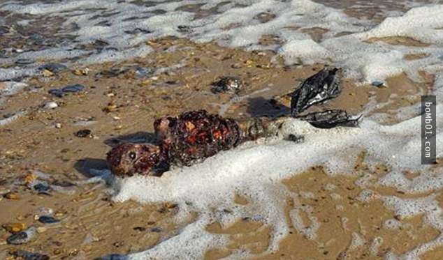 英國男子在海邊發現了這具「內臟腐爛的人魚屍體」，但當大家靠近觀察後馬上發現了有一個地方不對勁…