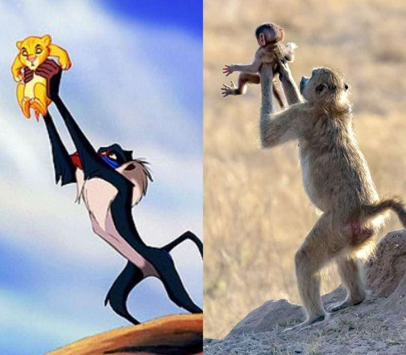 原來獅子王是真的！　狒狒霸氣高舉寶寶　網驚：找到辛巴啦