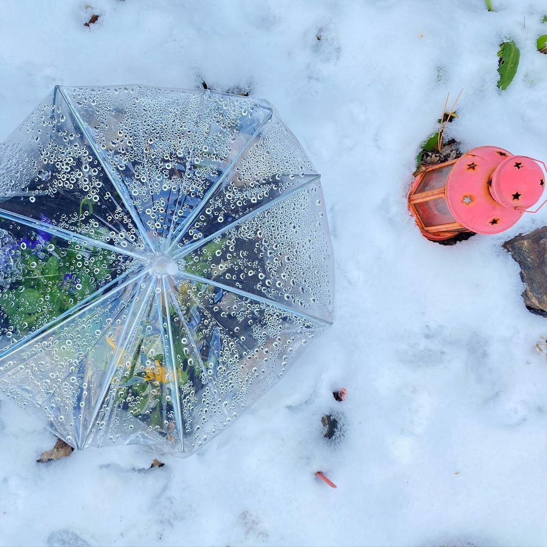 超商「透明雨傘」竟變園藝神器　園藝高手分享：自建小溫室