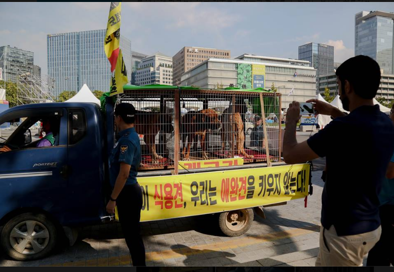 韓國商販譴責政府不公平對待「要求合法吃狗肉」，露出悲傷眼神的狗狗在籠子裡只能等著被殺…