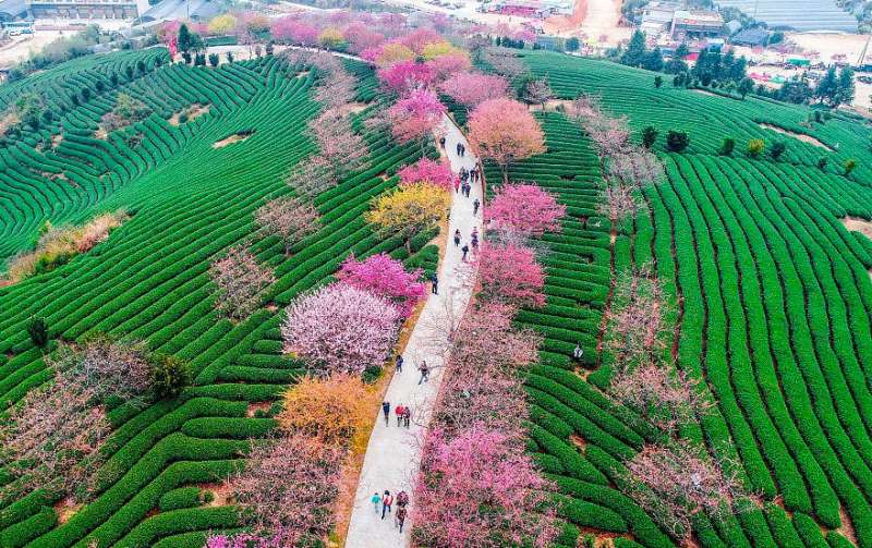 找到去中國的理由！　令人想瘋狂按快門的「櫻花花海」　外媒也讚嘆：地球上最美的景點