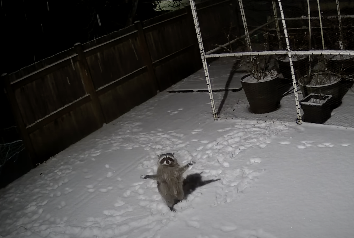 「下雪啦～」野生小浣熊闖後院開心玩雪　監視器拍下可愛畫面：冰冰的ㄟ♡