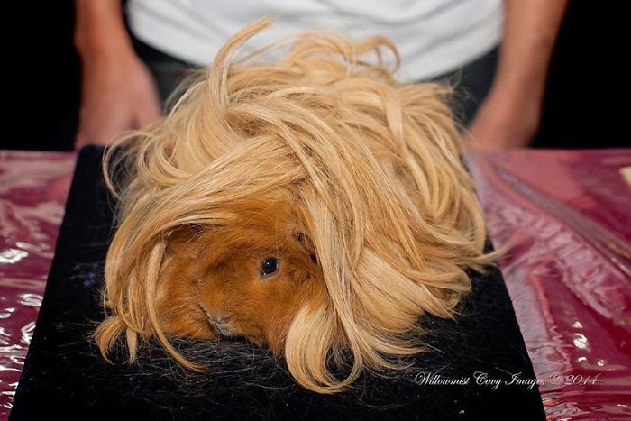 30張「毛髮比你的頭髮還滑順又漂亮」的長毛天竺鼠照片，第二張根本是小仙女啊！
