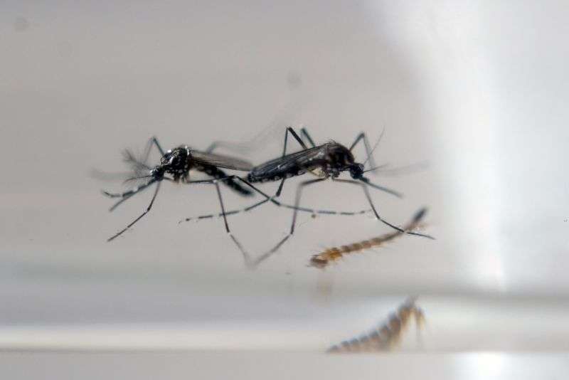 比爾蓋茲為了消滅蚊子砸上億　要牠們全部「交配到絕種」