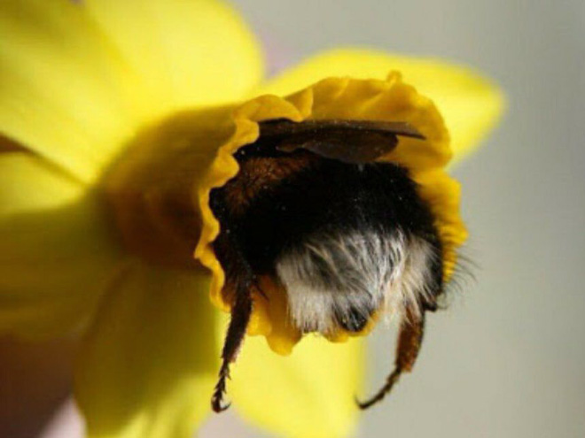 上班好累…工蜂一頭栽花裡小睡　「PP沾花粉」受關注：好萌喔