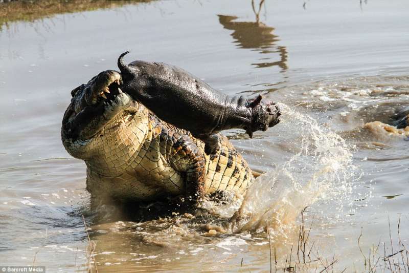 鱷魚趁母河馬不在「狠咬河馬寶寶」　河馬媽媽回來看見…爆氣衝上去教他做人
