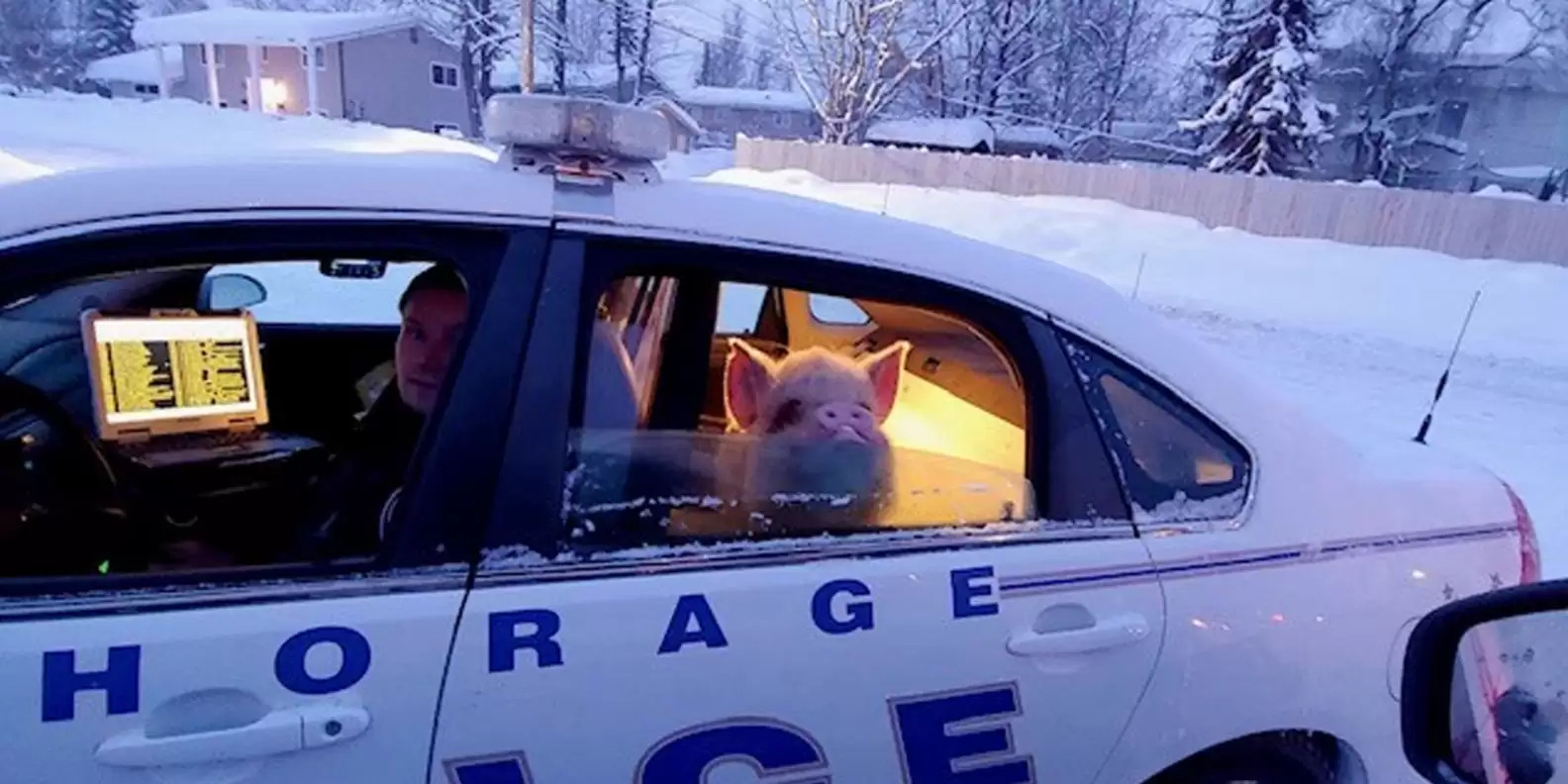 貪玩寵物豬私自離開家！驚動警察「坐警車載回」　表情笑翻網友：偶不後悔
