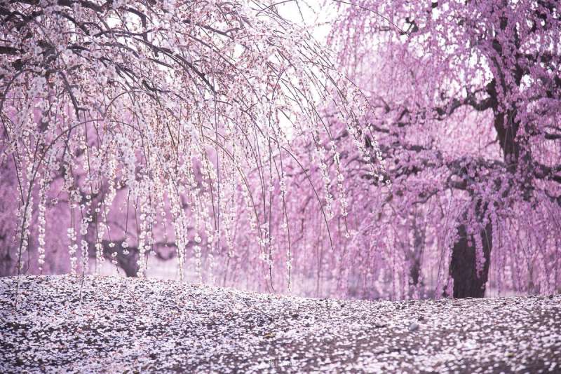 先別管櫻花了…　日本攝影師用照片證明「梅花也超美」　一片盛開的粉紅療癒慘