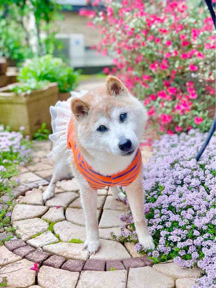 全球柴犬迷因始祖「Kabosu」離世！飼主悲痛證實：剛過完18歲生日...