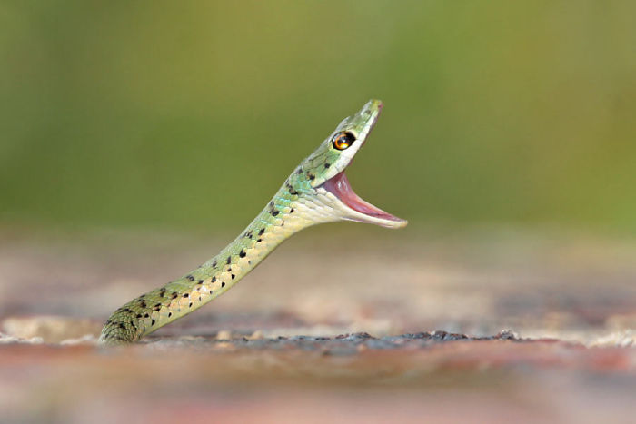 笑起來有夠萌！　30張大眾秒懂「蛇蛇為什麼有鐵粉」的可愛照