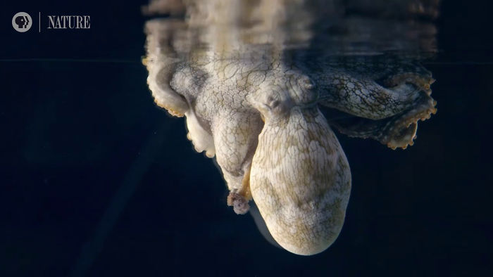 章魚睡覺奇蹟式「不斷變顏色」　科學家驚喜：剛好拍到牠做夢！
