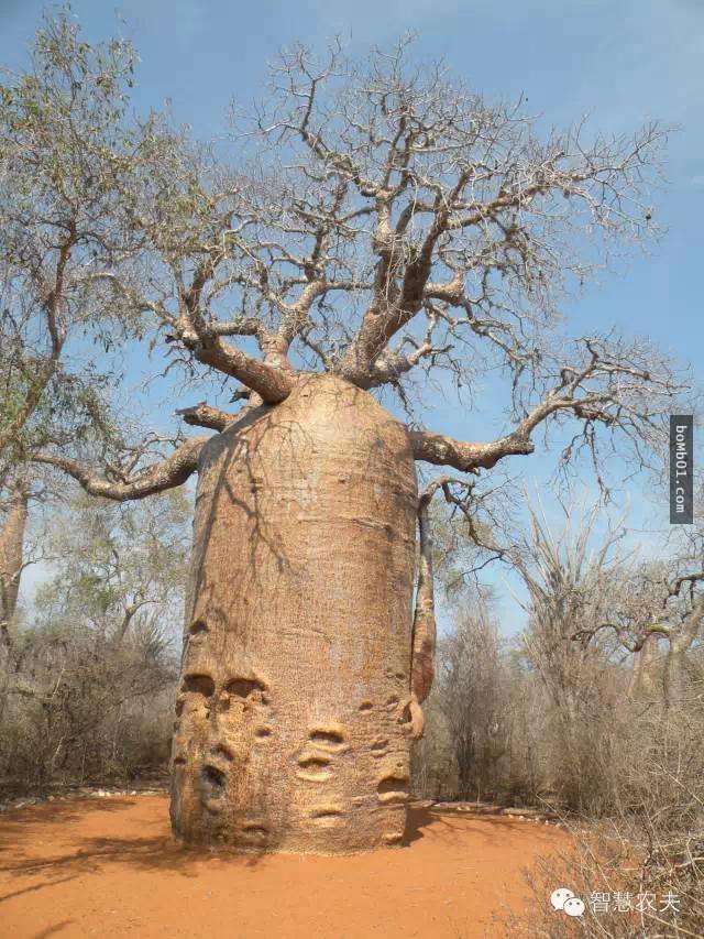 你有看過在《獅子王》裡出現過的猴麵包樹嗎？它的「超粗樹幹」其實就是非洲的救星！