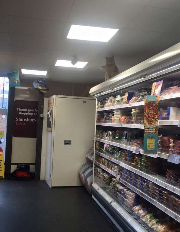 這隻臭臉浪浪變身「活動監視器」盯到客人心裡發寒，效果好到讓超市老闆也決定聘用牠！