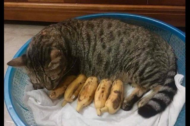 貓咪一覺醒來「當媽媽」　牠傻愣看著5根「香蕉孩子」：我的寶寶怪怪的…