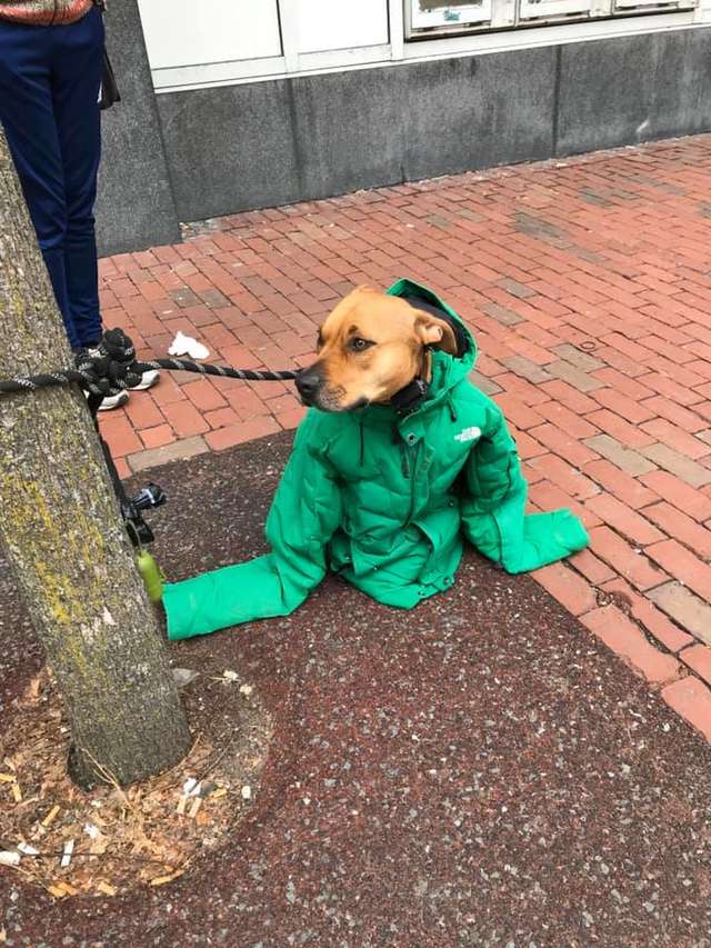 一分一秒都不想讓愛犬受寒　女子進郵局辦事...秒脫「身上唯一外套」給牠穿