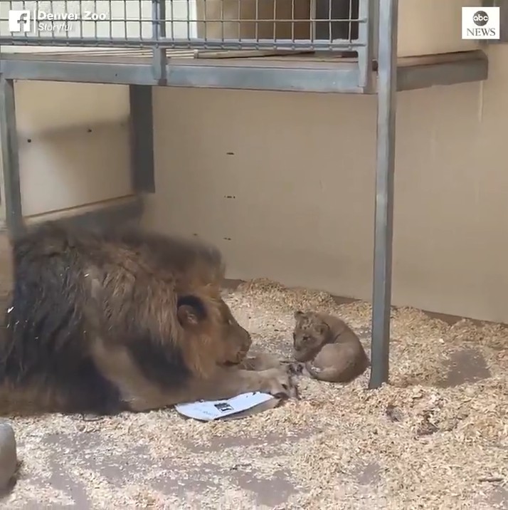萬獸之王露出溫柔一面　獅子把拔被自己的寶寶融化：你好可愛唷