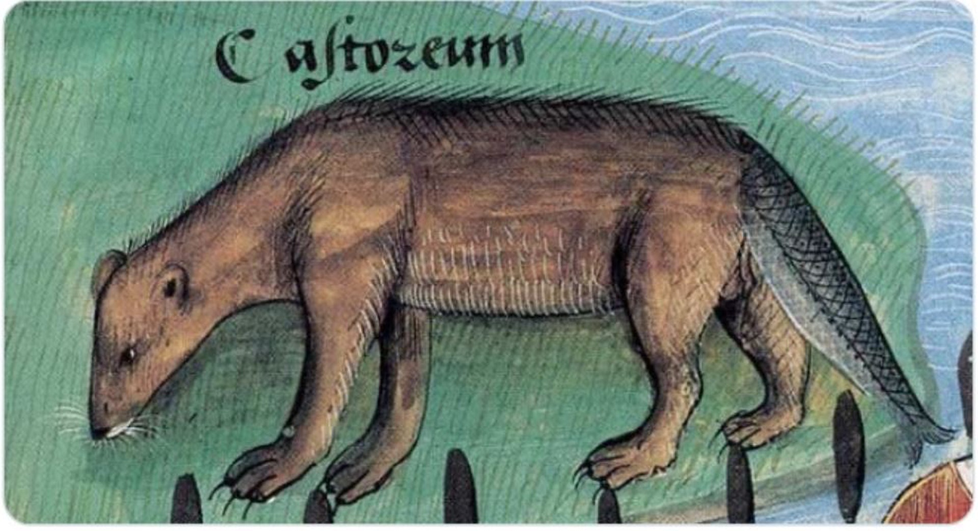 到底在畫什麼？中世紀「謎樣動物畫」曝光　古代貓奴「用整個山丘畫貓」也長太衰