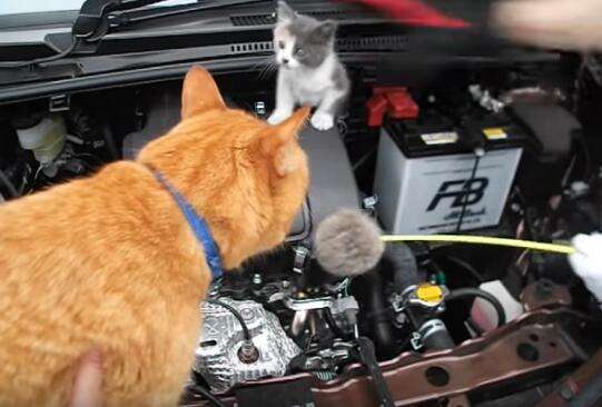 小貓咪躲擎蓋不出來　鄰居派大橘貓「溫情喊話」成功救援