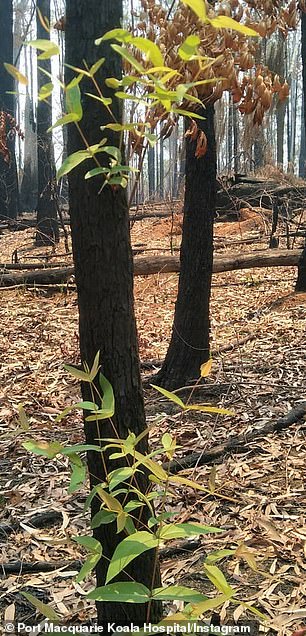 逆境中還有希望！澳洲野火才數週　「一片黑森林」冒出新生嫩芽　