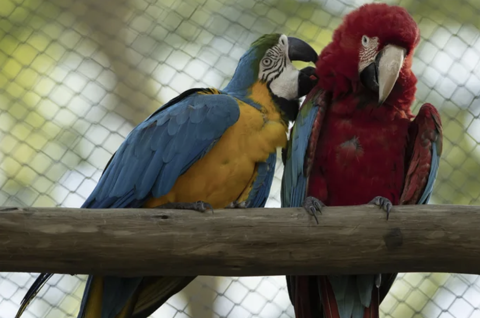 太孤單！巴西唯一一隻「野生金剛鸚鵡」　20年每天飛動物園「相親找真愛」