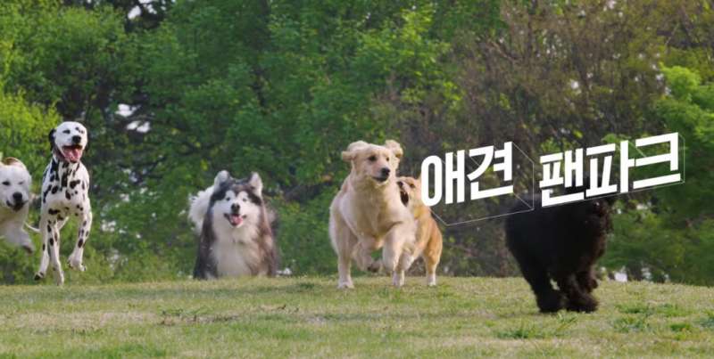 南韓世足特邀「狗狗和主人」為國家隊應援　人寵一起用力打氣加油