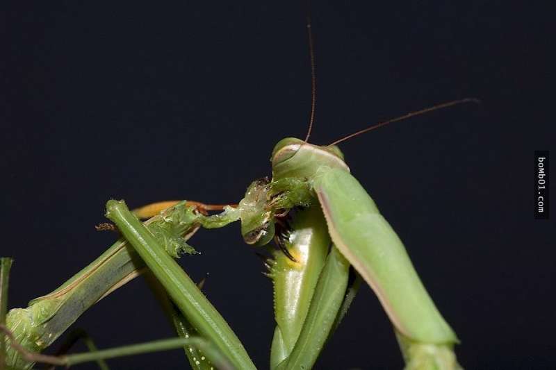 科學家終於找出母螳螂交配後會把公螳螂吃掉的驚人原因，看完後你也會同意公螳螂死的太值得了！