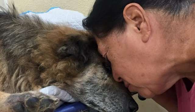 17歲愛犬要離開了…　她餵狗狗最後的漢堡肉　呼吸停止後依然緊抱著
