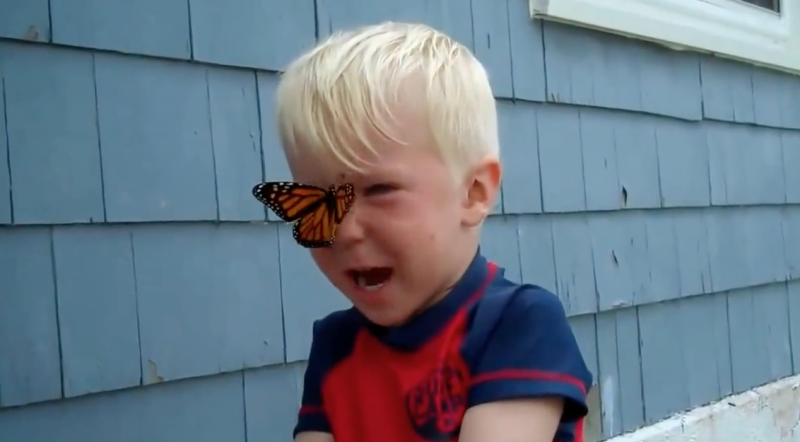 小男孩看到蝴蝶飛到鼻子上呆愣住　下一秒萌翻天反應讓大家嘴角上揚