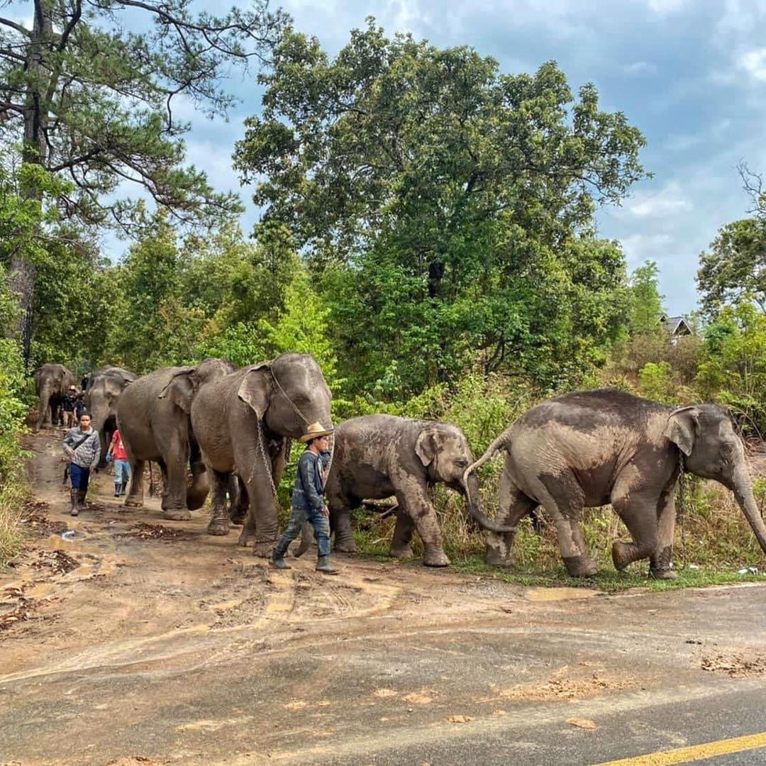 20年沒回過家！　泰國象群發生「失業潮」　「徒步150公里」返鄉開心玩耍