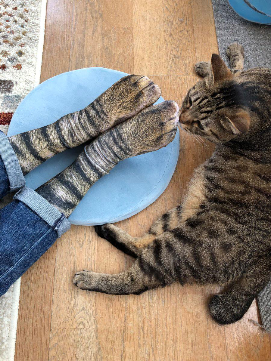 日本人搶翻！3D式還原貓腳腳的「貓掌襪」　家裡喵喵看到也困惑了～