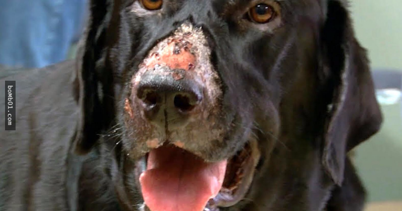 他們才發現愛犬身上有傷口「3天後牠就死掉」，查出死因後馬上就警告大家現在就查看狗狗的身體！