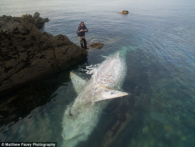 他在海邊拍到超罕見的「8公尺鯊魚屍體」，當專家趕到現場也驚訝竟然會看到這種鯊魚的屍體！