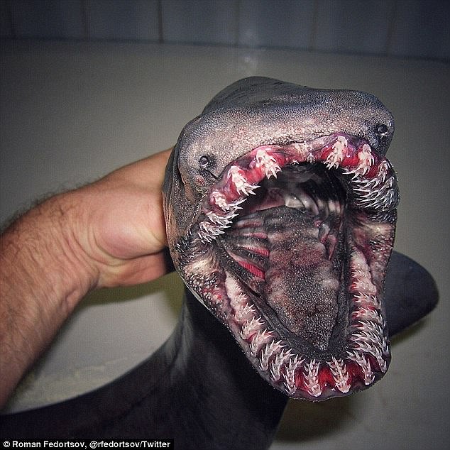 8000萬年「遠古鯊魚祖先」被科學家捕獲！嘴巴裡有300顆超鋒利牙齒，看一眼晚上就會做惡夢！（內有高清圖）