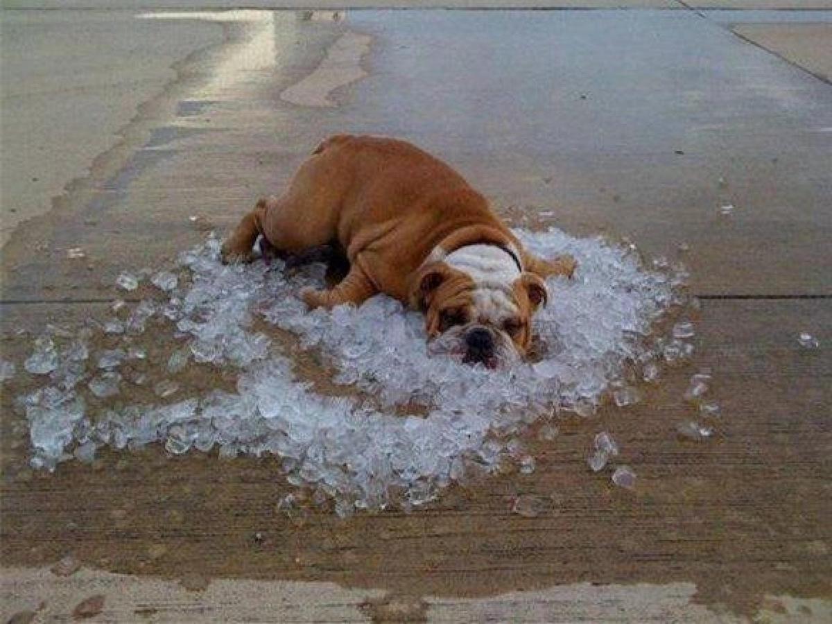 太熱啦！動物們「集體融化」變一坨餅　鴨鴨32°C自動解凍液態化♡