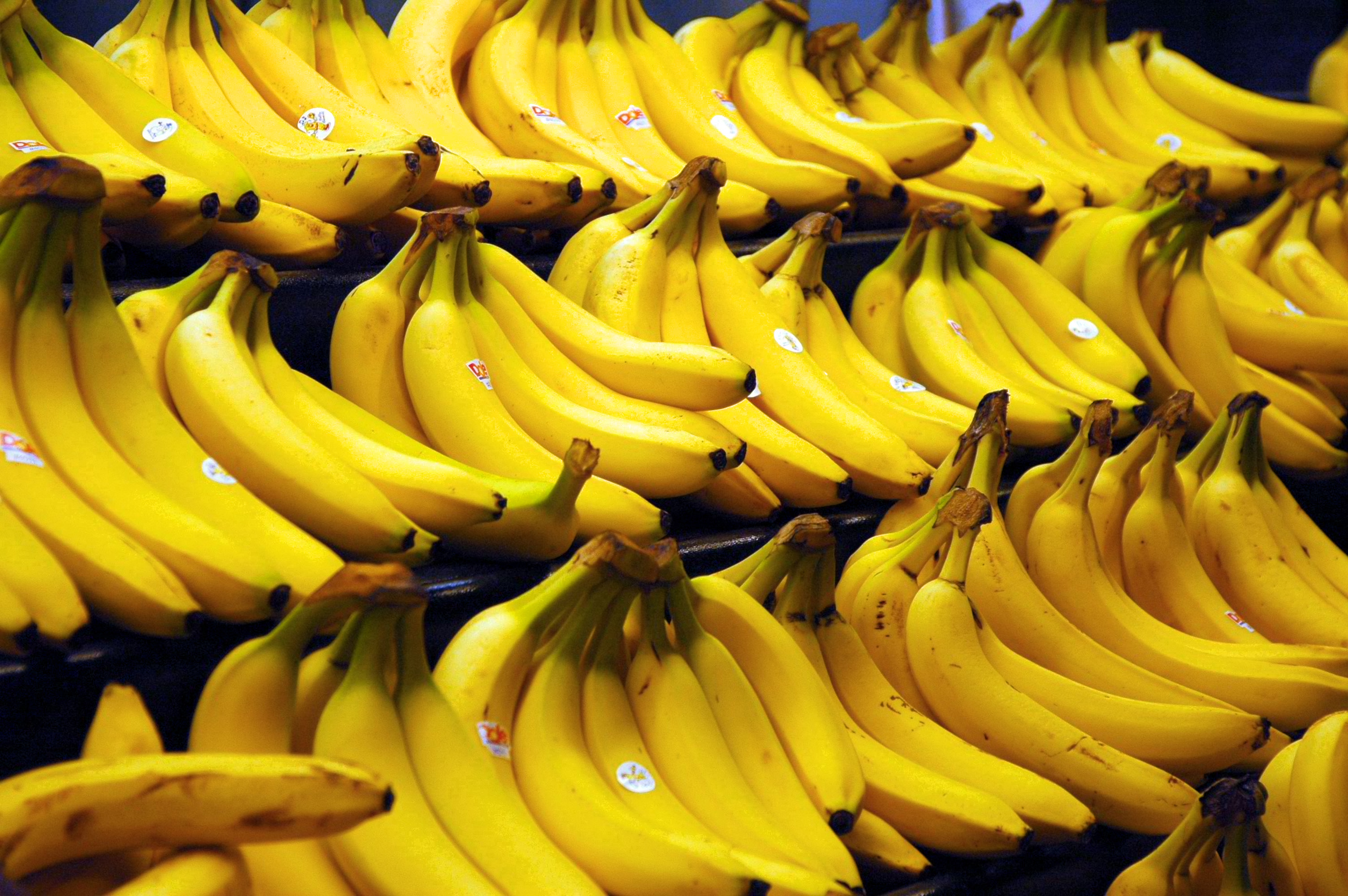 「香蕉恐絕種」未來完全吃不到　專家曝：香蕉出口國發現黃葉問題