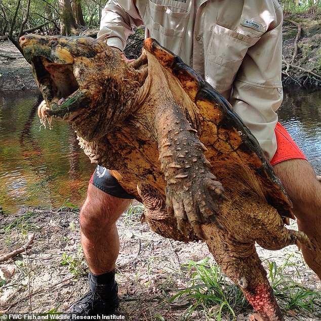 還以為抓到恐龍...美國發現「45kg新物種鱷龜」　專家警告：兇猛度不輸鱷魚！