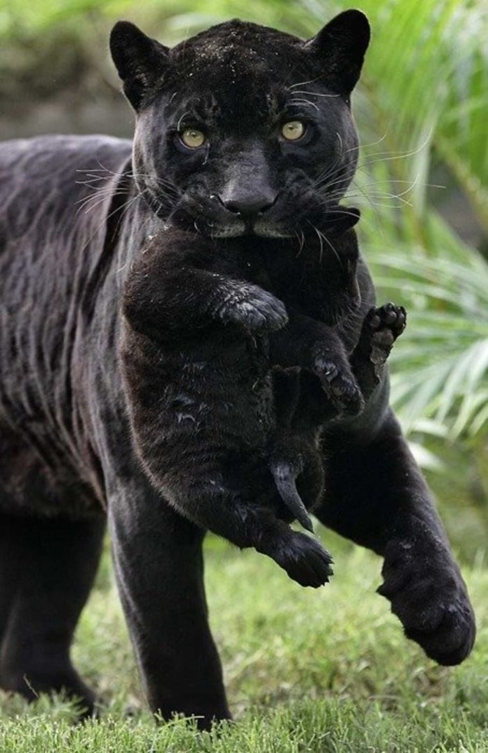 16張對比圖證明「黑豹就是大一點的黑喵」　喜歡可愛的東西根本一樣～❤