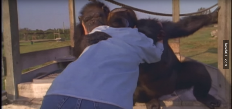 猩猩們遇到這個女人馬上就衝前緊緊抱住她，牠們一直沒忘記18年前「她做的事」…