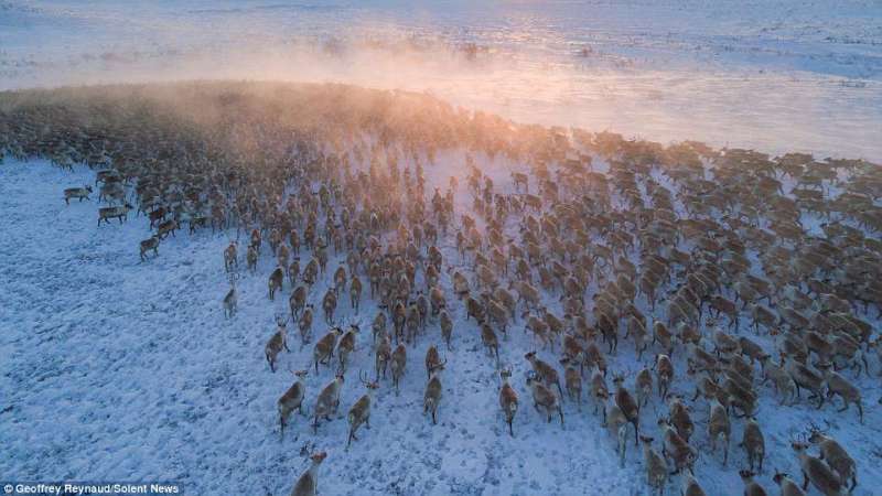 嘆為觀止！　超過3200頭馴鹿群聚遷徙　橫穿冰原的震撼一幕