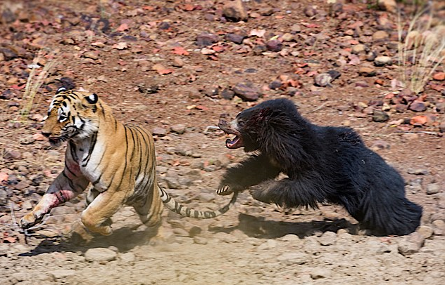 小熊差點被吃掉！　母熊暴怒迎戰　老虎被打趴只能倒在水坑