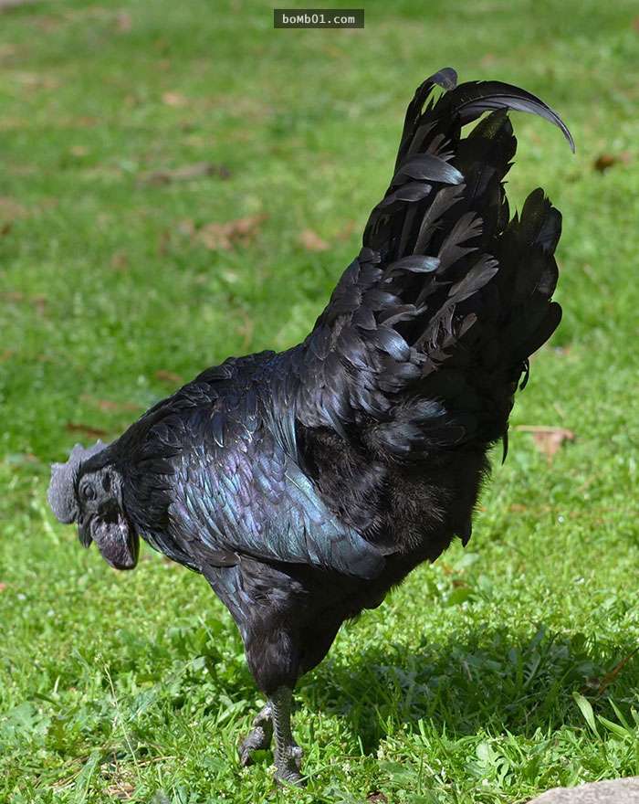 家禽界藍寶堅尼「罕見印尼全黑雞」，連內臟和骨頭都是黑色的牠只有「這裡」不是黑色！