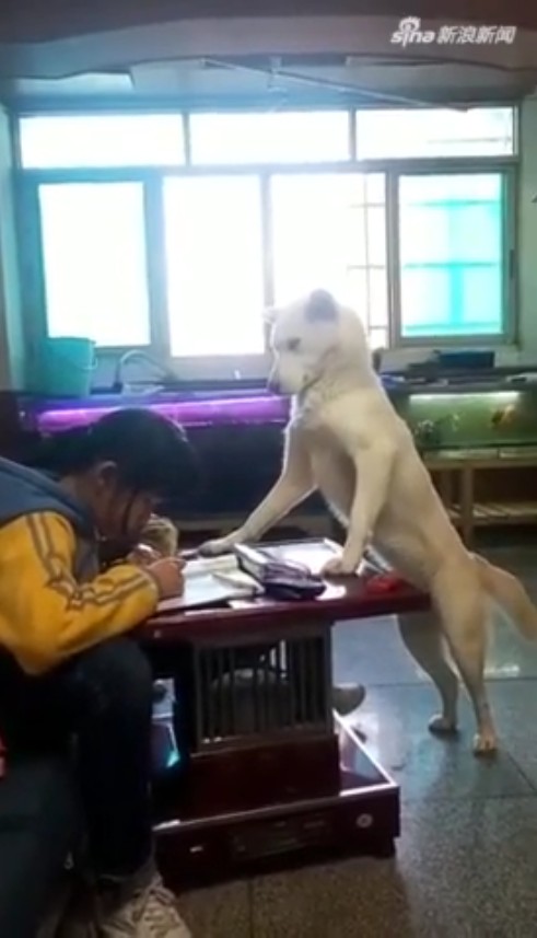 主人訓練愛犬「幫忙盯女兒寫作業」　汪星人一臉認真：快點寫完它啦