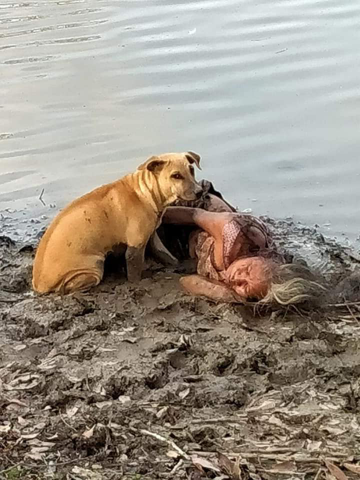 老婦「倒臥在河邊」以為出事！　旁見「2隻忠犬」寸步不離守護：在這裡睡很危險欸