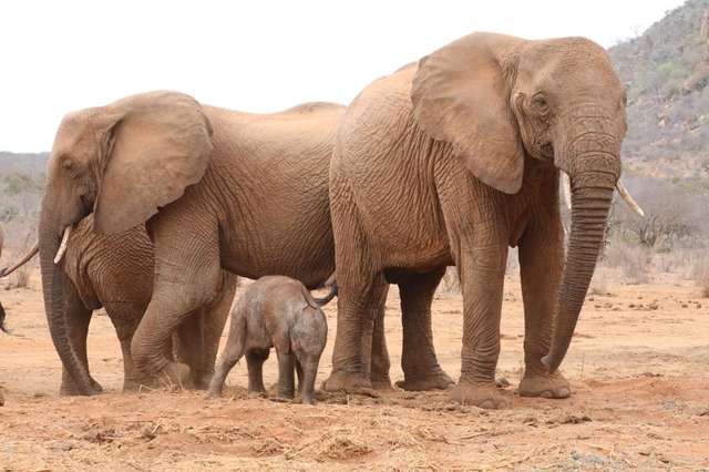 野放多年後「不忘報恩」　母象攜小象見恩人：記住，他們是你家人！