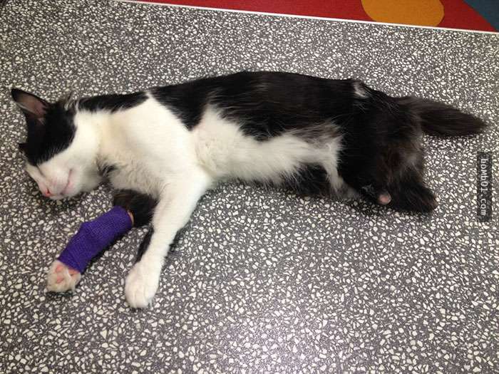 這隻貓咪後腿受傷後醫生突發奇想決定給牠「安裝義肢」，牠現在開心蹦跳的樣子把所有人都萌翻了！