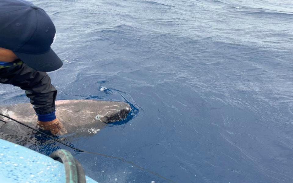 加勒比海捕獲「沒見過的鯊魚」　專家查看也驚：是極地罕見古生物！