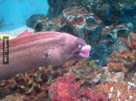 日本網友在水族館目擊有著「鱈魚子嘴唇」的神奇海鰻，牠超有戲的表情讓大家覺得根本是動畫人物啊！