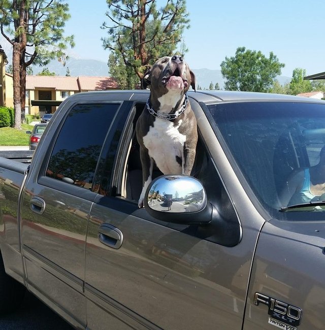女司機知道常見面的比特犬痛失主人後慌張衝去找牠，最後還自願收編比特犬把牠帶回家！