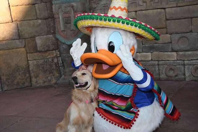 去迪士尼樂園遇到偶像唐老鴨　工作犬鑽懷裡撒嬌不肯走：再抱抱我吧